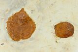Four Fossil Leaves (Zizyphoides & Davidia) - Montana #115303-3